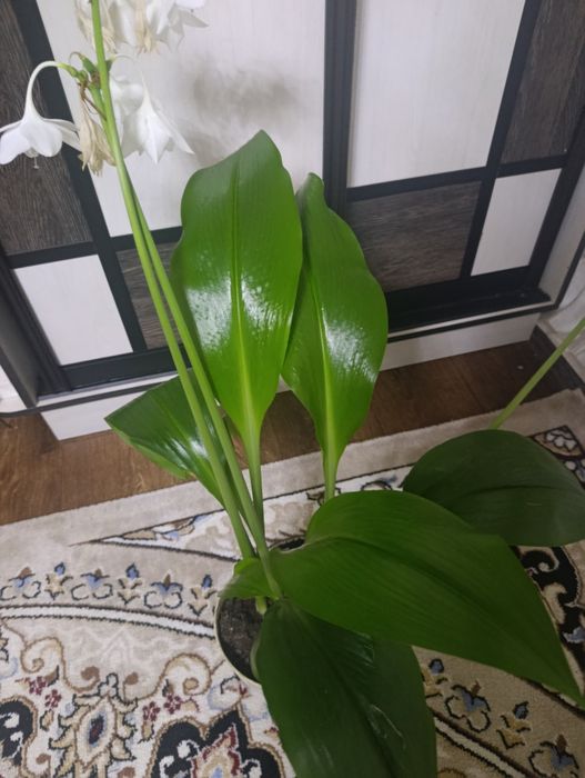 Продам цветок эухартс