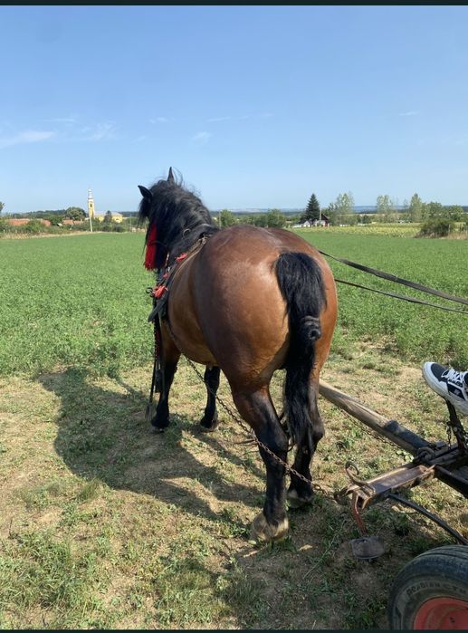 Vând iapa de 5 anii, prețul este negociabil