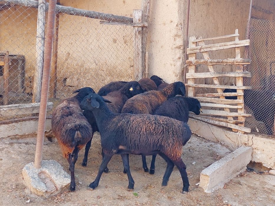 Әйелім алшақтады