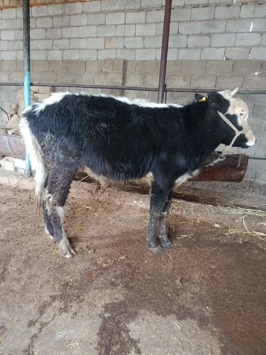 Еркек тана сатылады