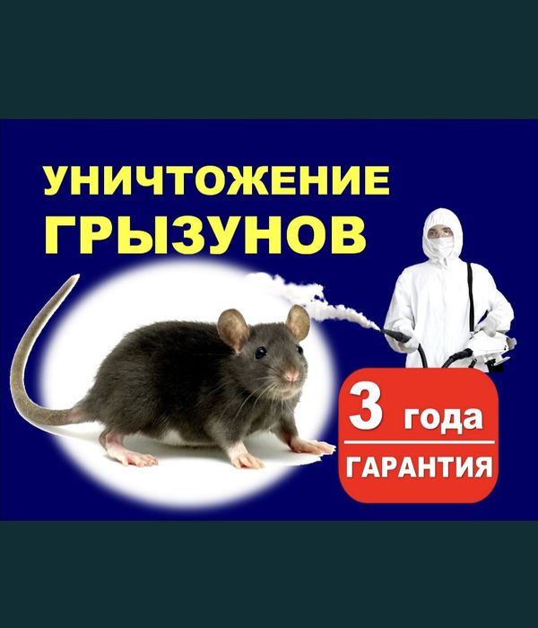 Дезинфекция грызунов мышей и крыс