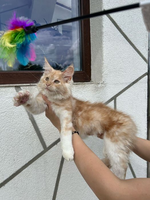 pisicuta maine coon