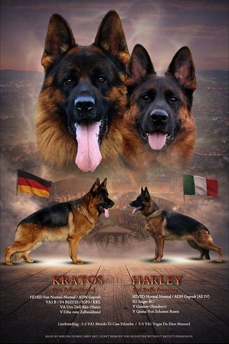 Ciobanesc german cu pedigree