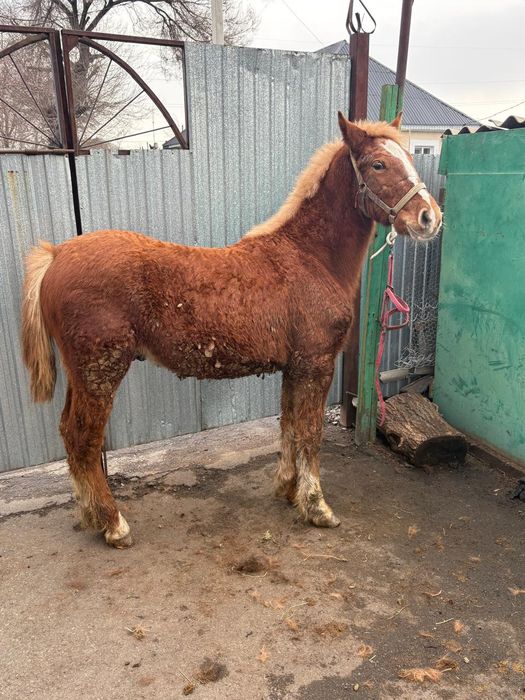 Продам жеребёнка