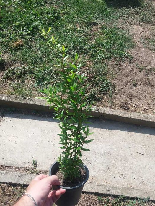 Мини НАР  - Punica Granatum Nana