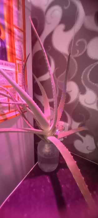 Продам  комнатные цветы