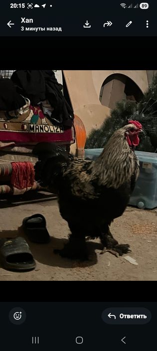 Продам или вариант на карликовые куры