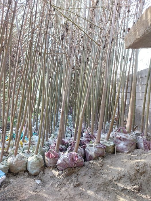 Pavlovniya bor  ikki yillik