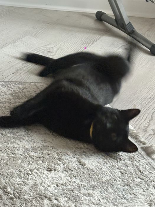 Привязка кошки срочно
