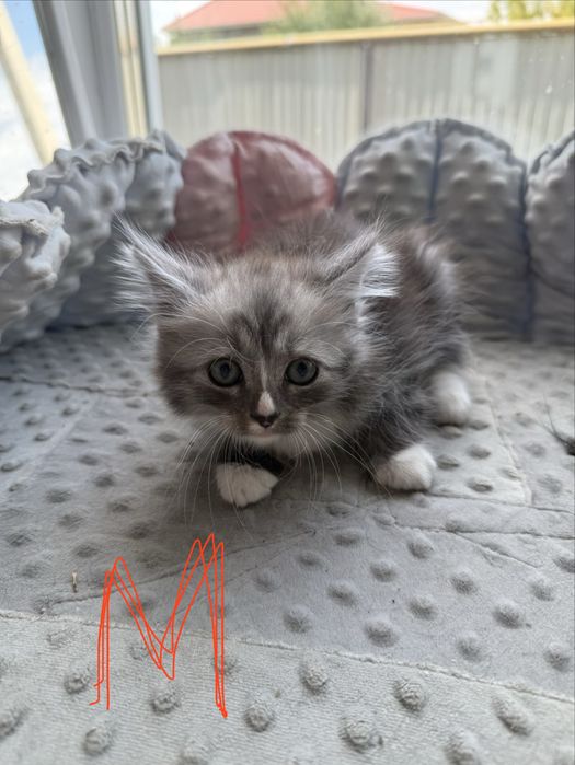Котята в дар. Две девочки и два мальчика