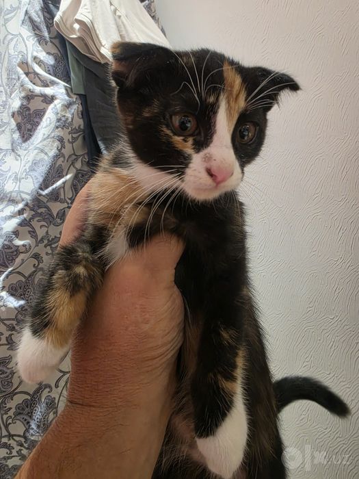 Отдам бесплатно котенок
