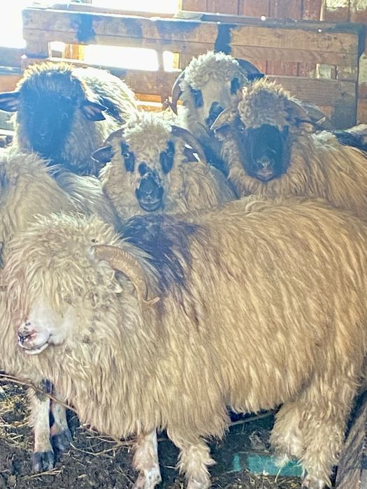 Oi de vânzare(10 buc.)