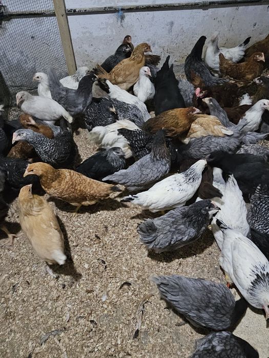 Vând puicuțe de ouă