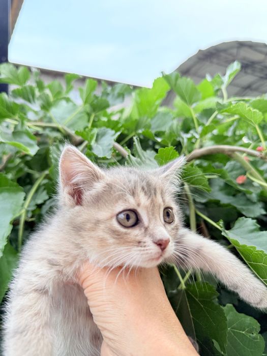 Котят отдам Для Добрых Рук