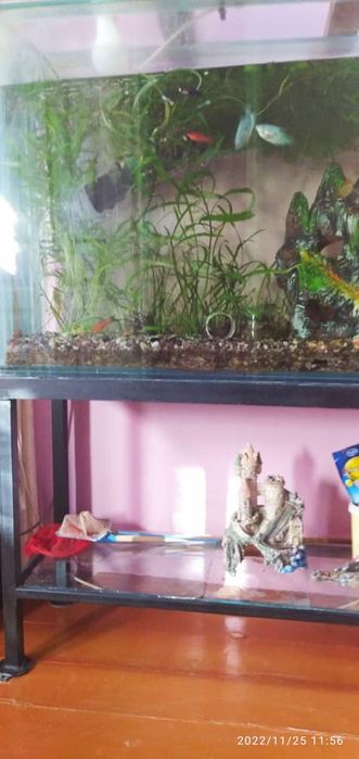 Аквариум боликлар билан