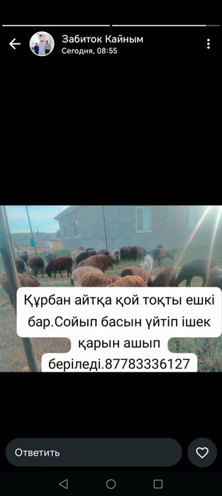 Курбан айтка кой, токты, ешкі бар