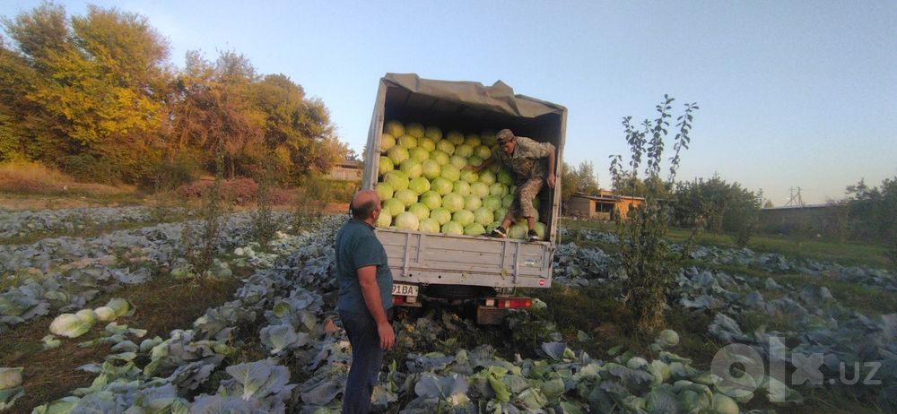Karam bor firisko buxaris