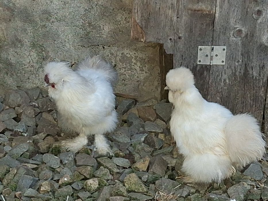 Vând ouă de la găini de rasă.