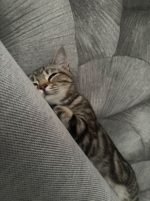 Отдадим кошку бесплатно