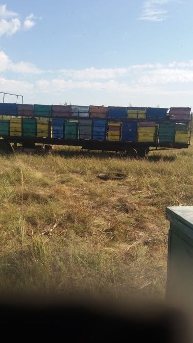 Продам прицеп, улья