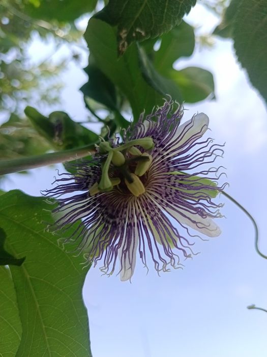 Маракуя северная