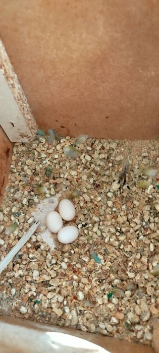 Куш сотаман пара 2 та болалари бор бирга сотаман