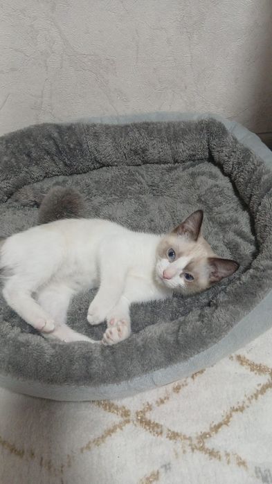 Отдам котят в добрые руки