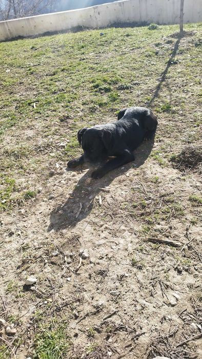 Кане Корсо Италияно