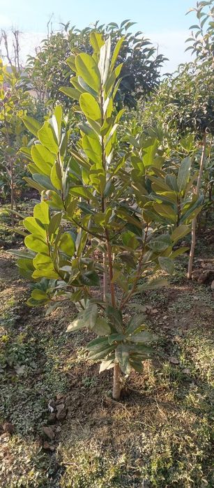 Магнолия яшил барг зимний