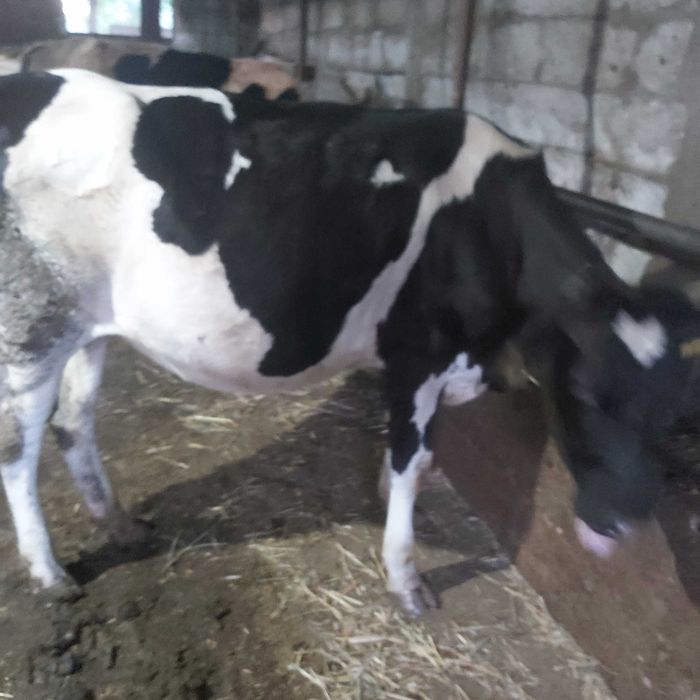 Vănd tauri pentru crescut