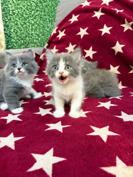 Продам котят 2.5 месяца
