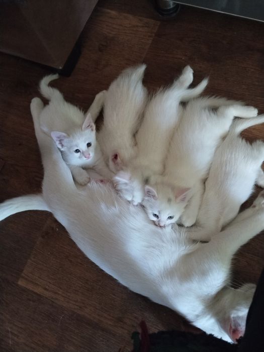 Продаются котята