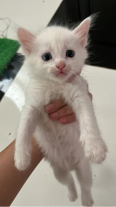 Белая кошка,Као мани
