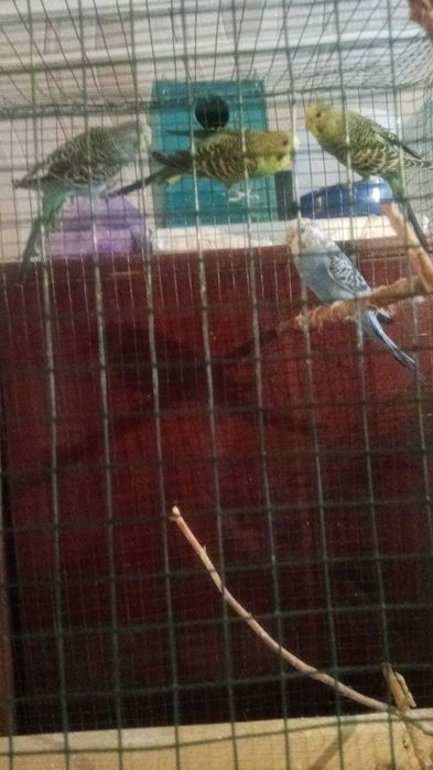 Попугаи волнистые