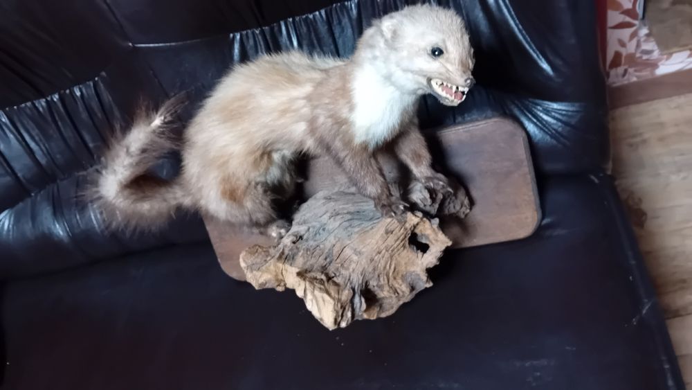 Препарирана  бялка