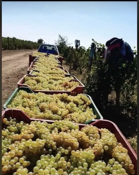 Vand struguri de vin