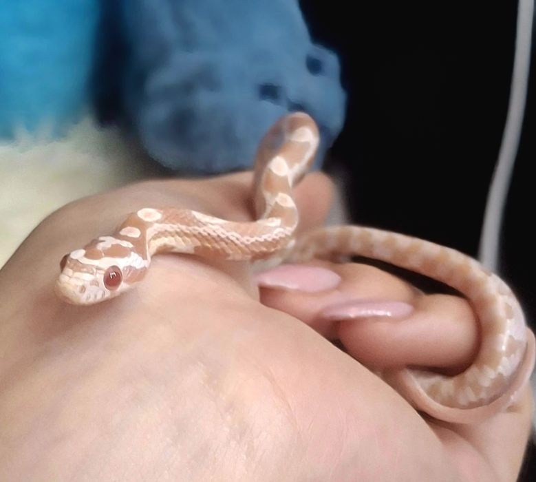 Маисовый   полоз