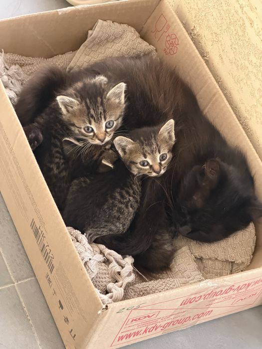 Отдам котенка в добрые руки