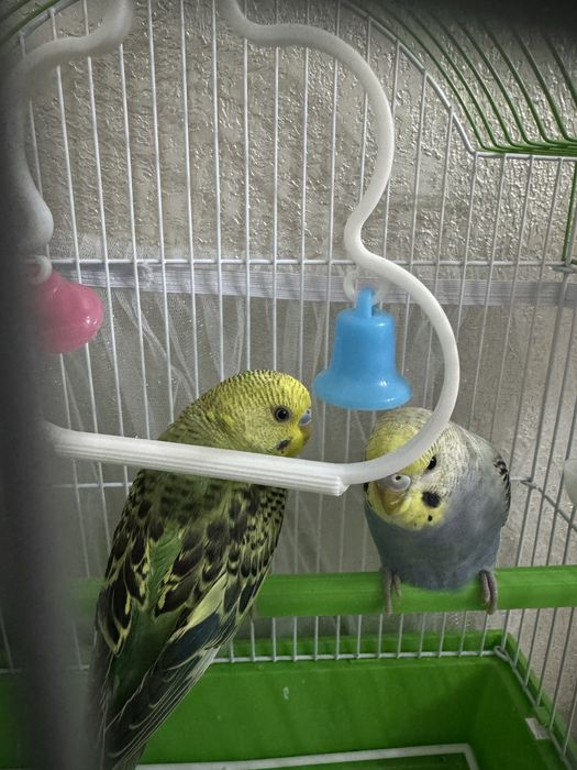 Попугаи молодые активные мальчик девочка