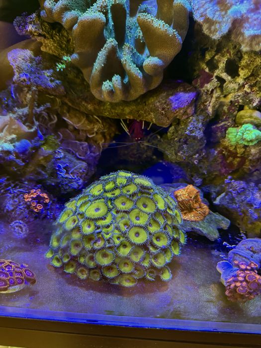 Морские рыбки и кораллы