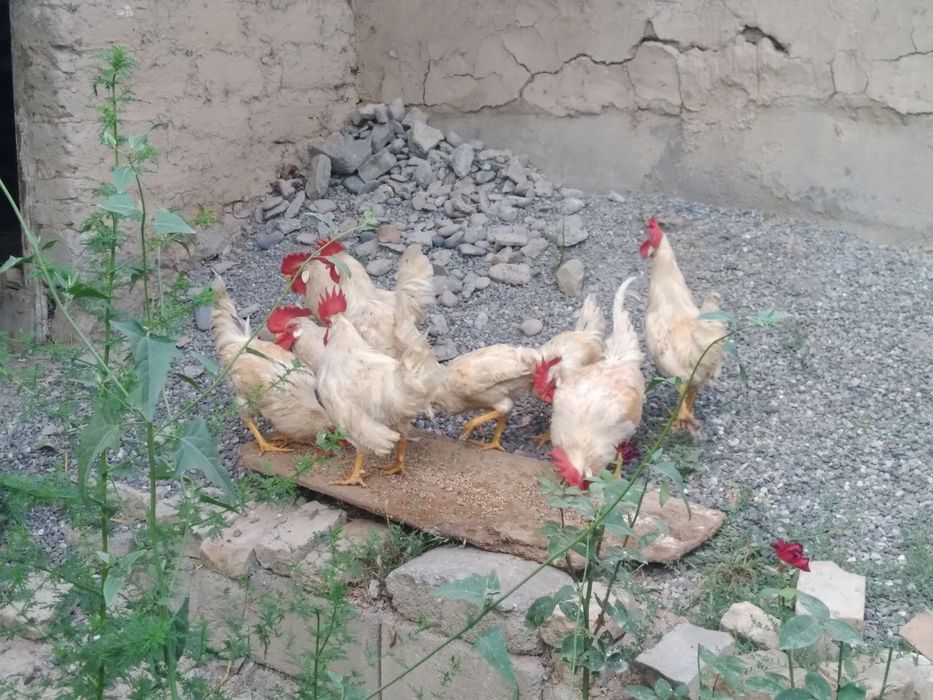 Xoʻroz sotiladi samarqand
