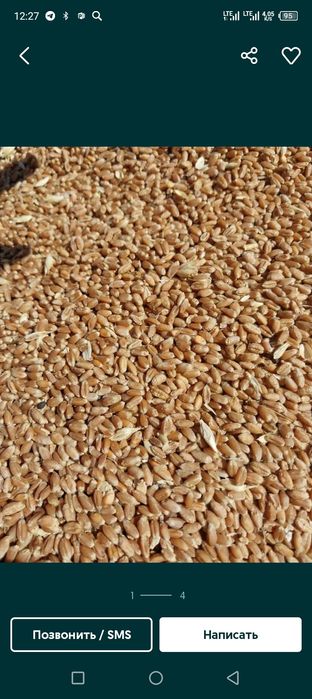 Беда бугдой сомон бугдойни сомони