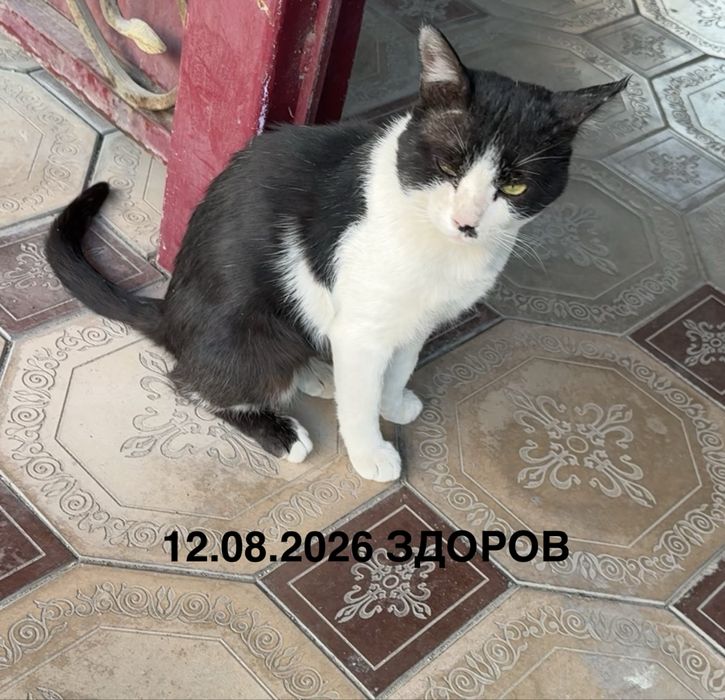 ЗДОРОВЫЙ Кот с бесплатной доставкой, доставка только по городу Тараз
