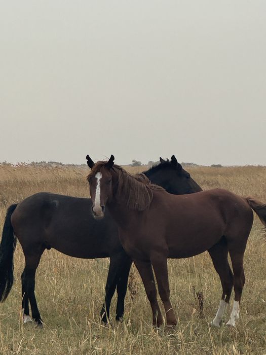 Айғыр сатылады жасы 4 те