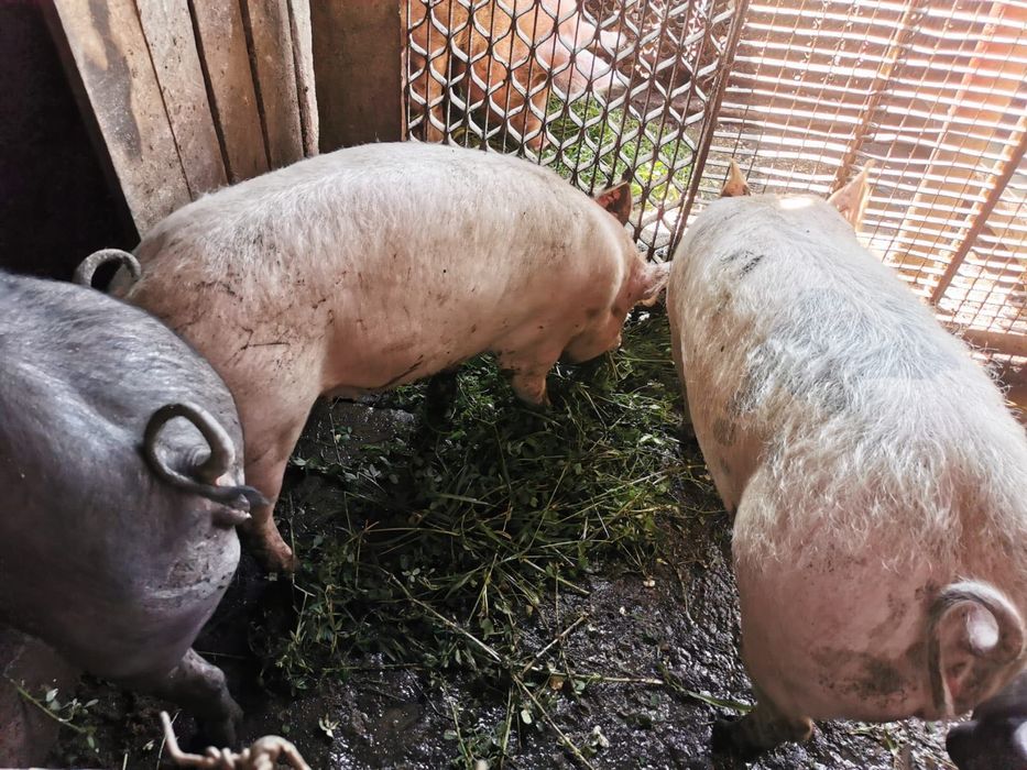 Purcele de vanzare crescute in gospodarie