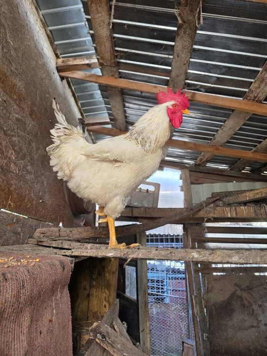 Cocoș Brahma și Kabir și găini