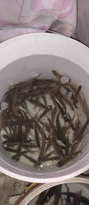 Продаю живица Плотвы