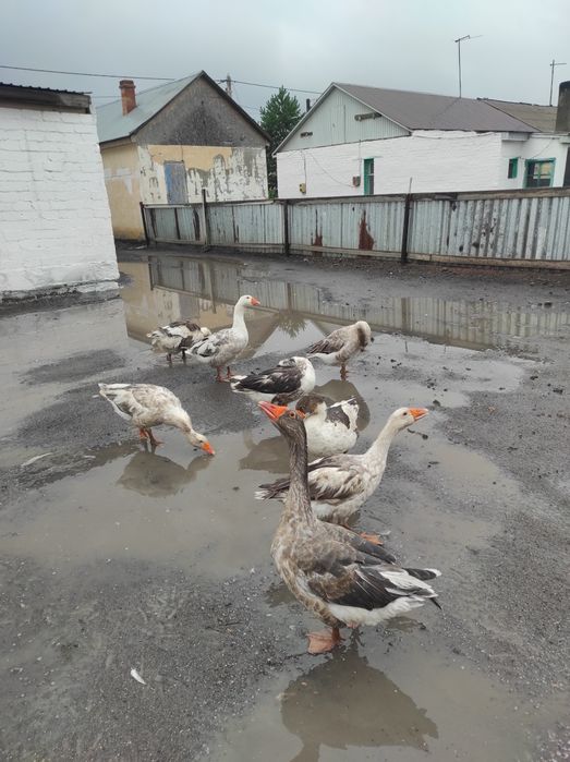Үй қаздарын сатам, продам дом гусей