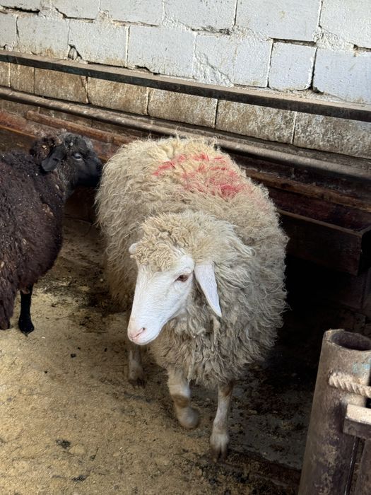 Продаются бараны на мясо