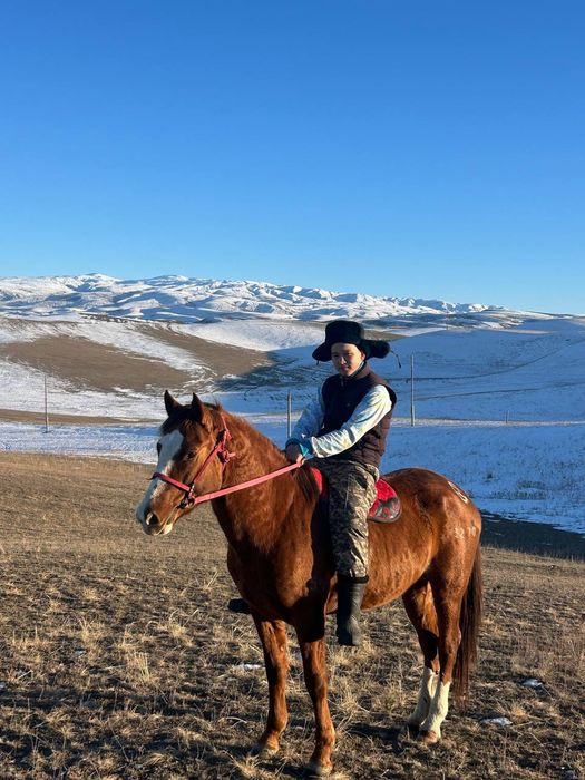 Полукровка дончак